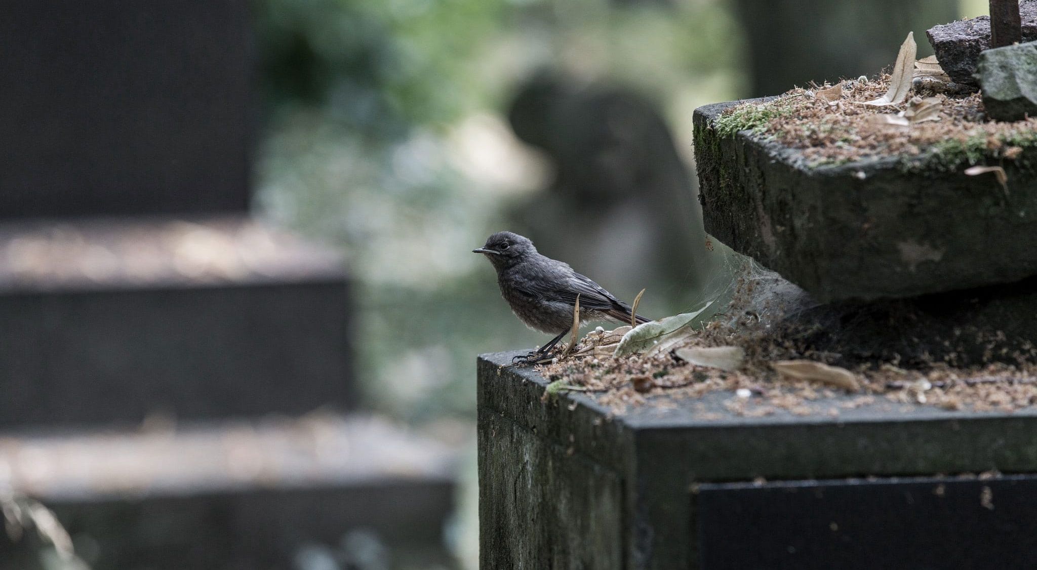 Vogel auf einem Friedhof